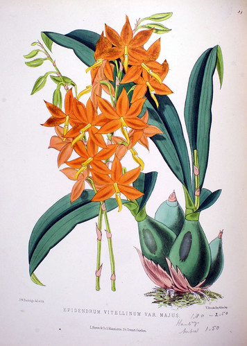 Epidendrum vitellinum var. majus