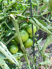 Tomatoes Standing By