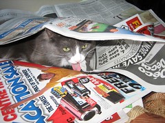Mitsuru Licking Newspaper