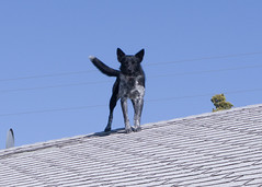 Dog on roof 2008 10 03_1874