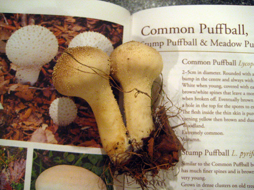 Common Pufball