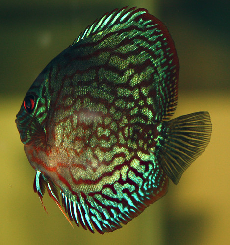 Discus by amishval.