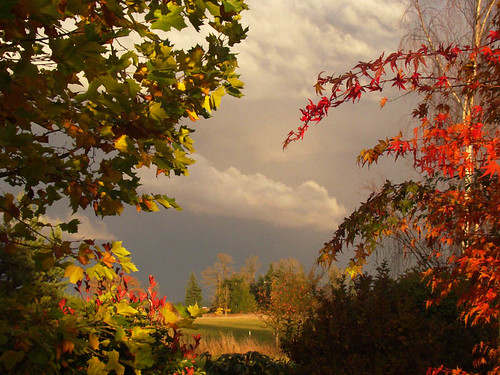  autumn leaves and clouds 