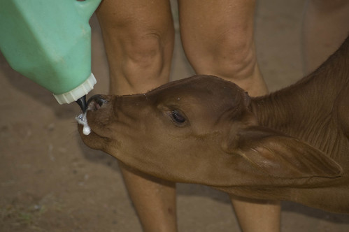 calf feeds