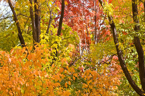 fall_colors