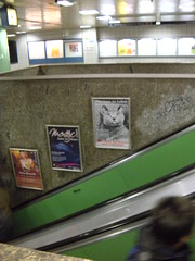 Subway Ad Cat