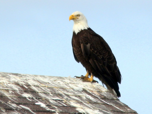 Eagle on rooftop Homer20110622