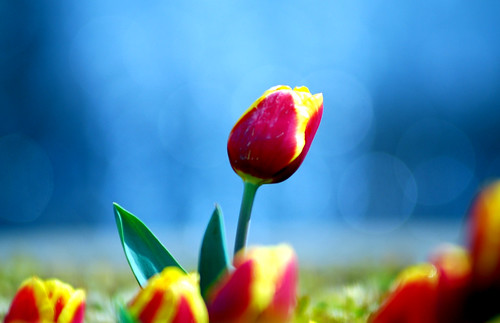 tulipano primavera