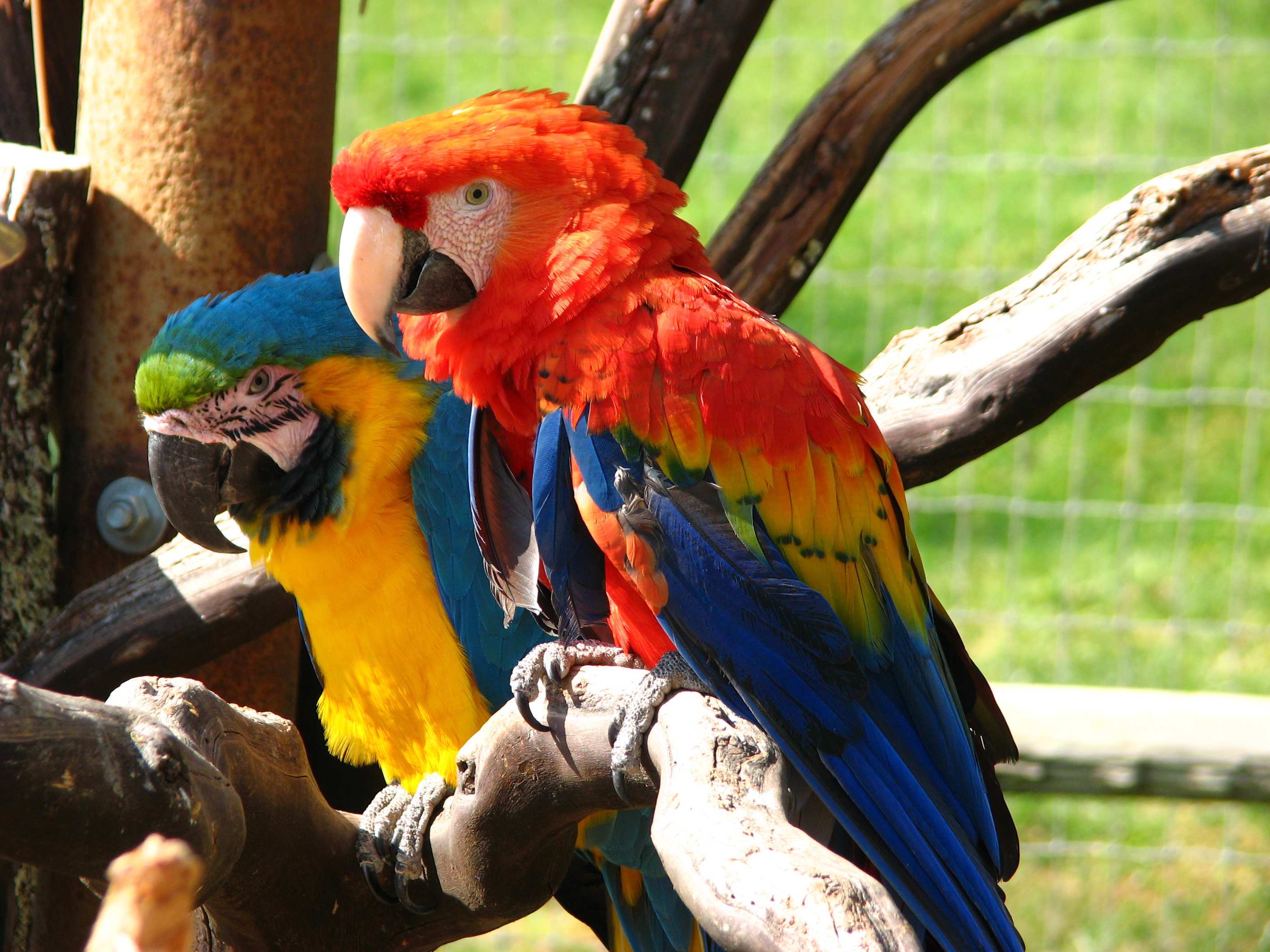 Scarlet+macaw+parrots