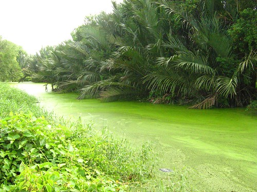 Green river at Kuala Selangor