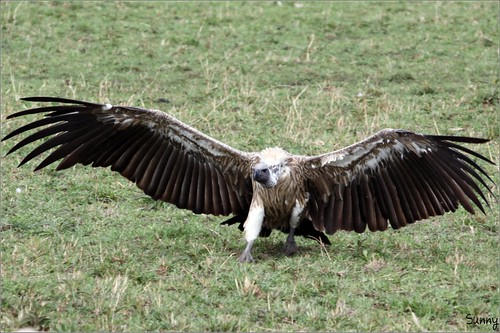 你拍攝的 47 Masai Mara - Vulture。