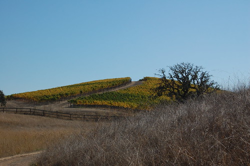 Vineyards covering the hill (by Brain Toad Photography)