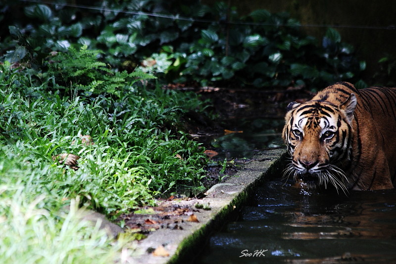 Tiger @ National Zoo, KL, Malaysia