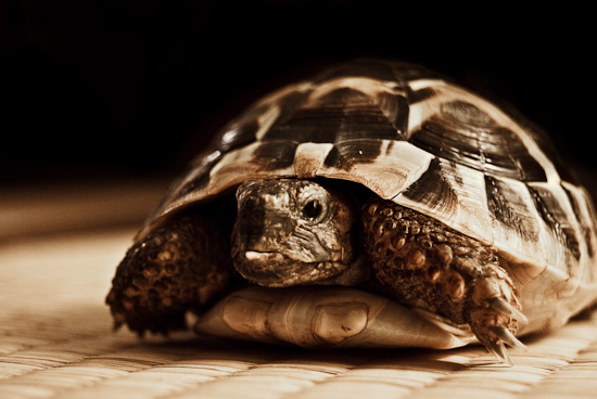 ri-kun the tortoise_2245