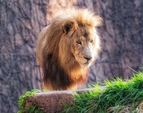 Lion-Lincoln Park Zoo Male Lion at 