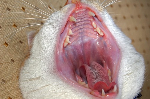 cat in mouth