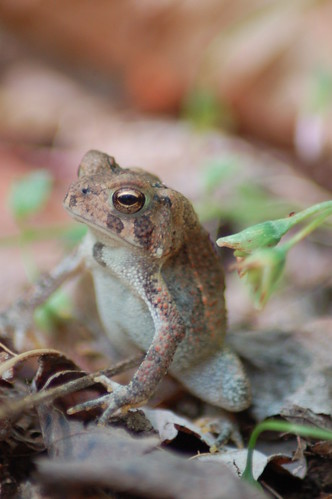 Toad on Guard