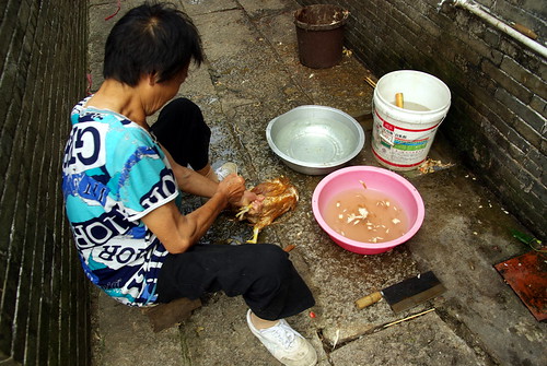 Chicken in Zili village, Kaiping city, China