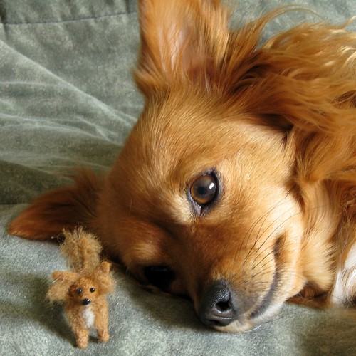 long haired chihuahua pictures. Needle Felted Long Haired