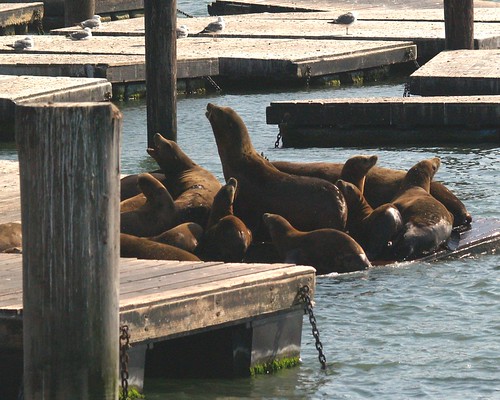 San Francisco Pier 39 Sea Lions
