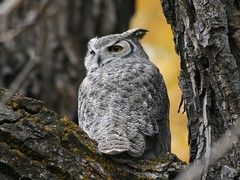 Great Horned Owl_2015