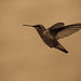 Hummingbirds-4983