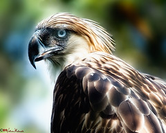 The Mighty Philippine Eagle
