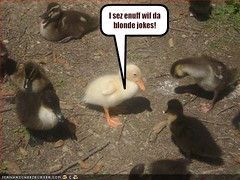 funny-pictures-duck-is-upset-about-blonde-jokes