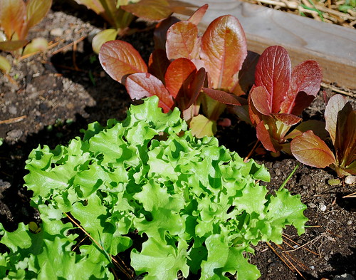 tango and rouge d'hiver lettuce