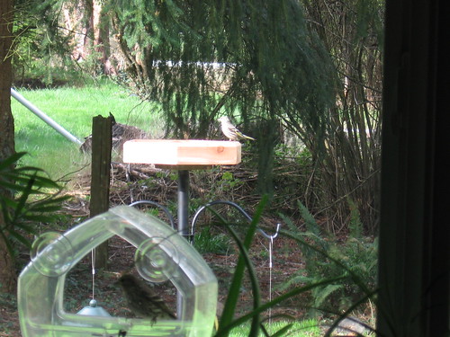Finch on feeder tray