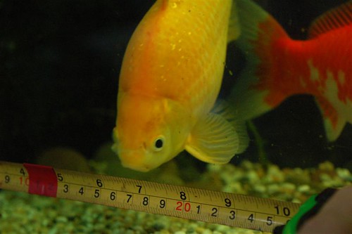 goldfish4
