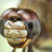 Dragonfly: Amazing Hi-Res Headshot