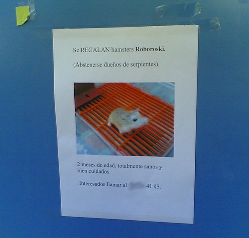 Se regalan hamster roboroski (by jmerelo)