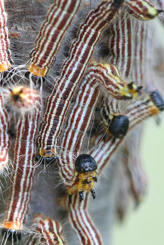 sawfly larvae disturbed