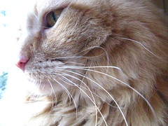 Jasper's whiskers