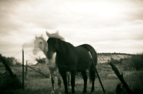 black and white pictures of horses. boulder utah horses- lack amp;