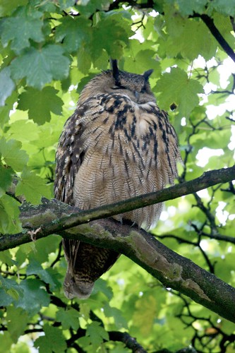 Really excited to have seen this eagle owl yesterday and today it's in the