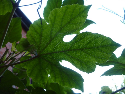 Porcelain berry vine leaf