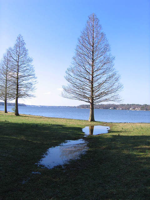 Tall Tree-Reflection