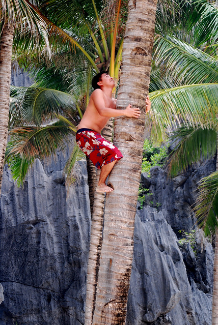 ipe climbing the coconut tree