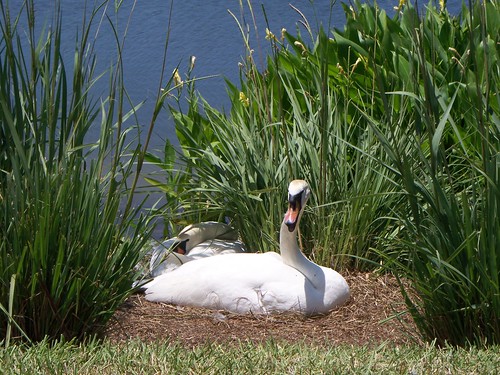 Swans at Coconut Point Estero