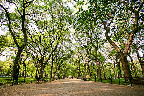 central park spring pictures. nyc central park spring 2008