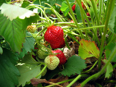 Strawberries4