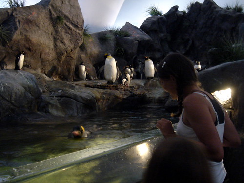 st. louis, mo zoo - penguins