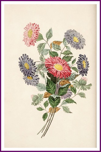 009-The China Aster