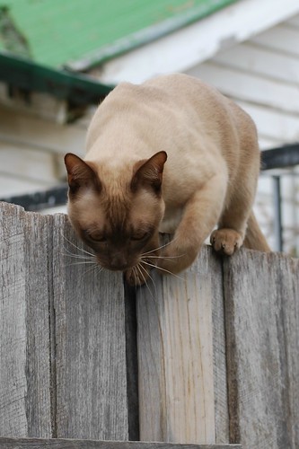 cat on a fence