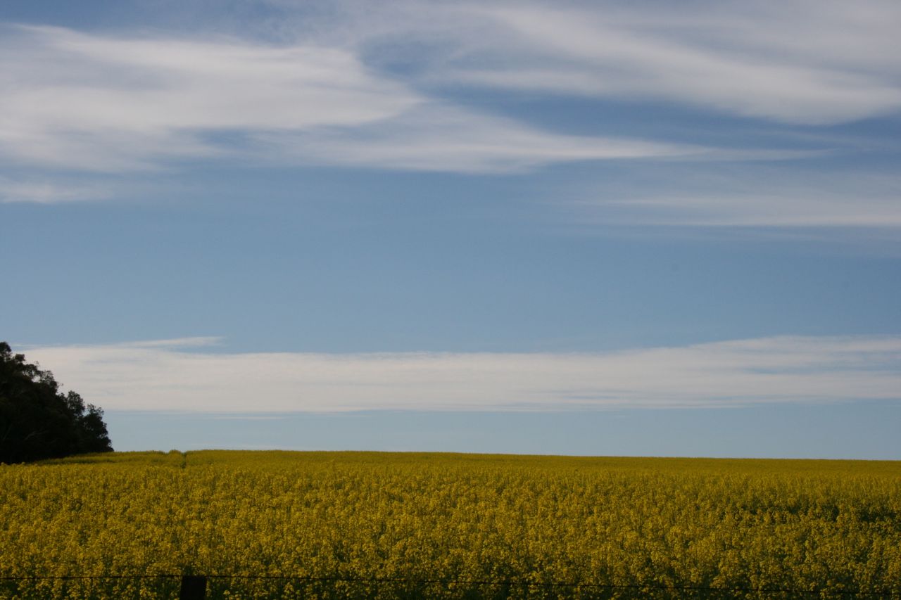 yellow fields5