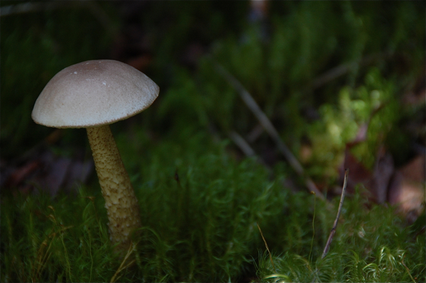 mushroom_moss_0183