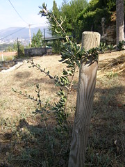 20080905 - Friday Olive Tree Blogging