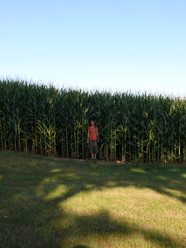 Good corn growth